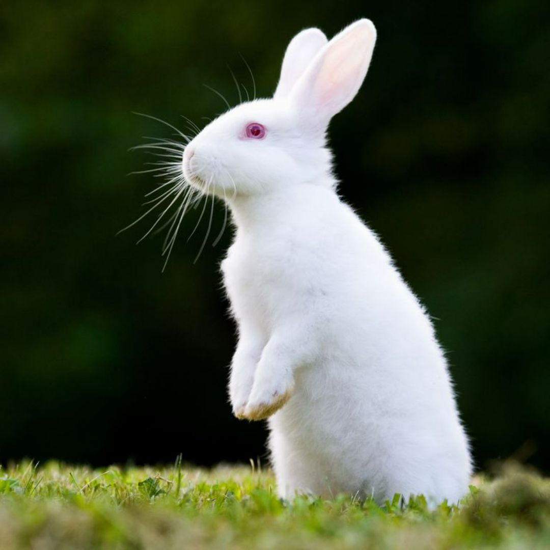 American Rabbit