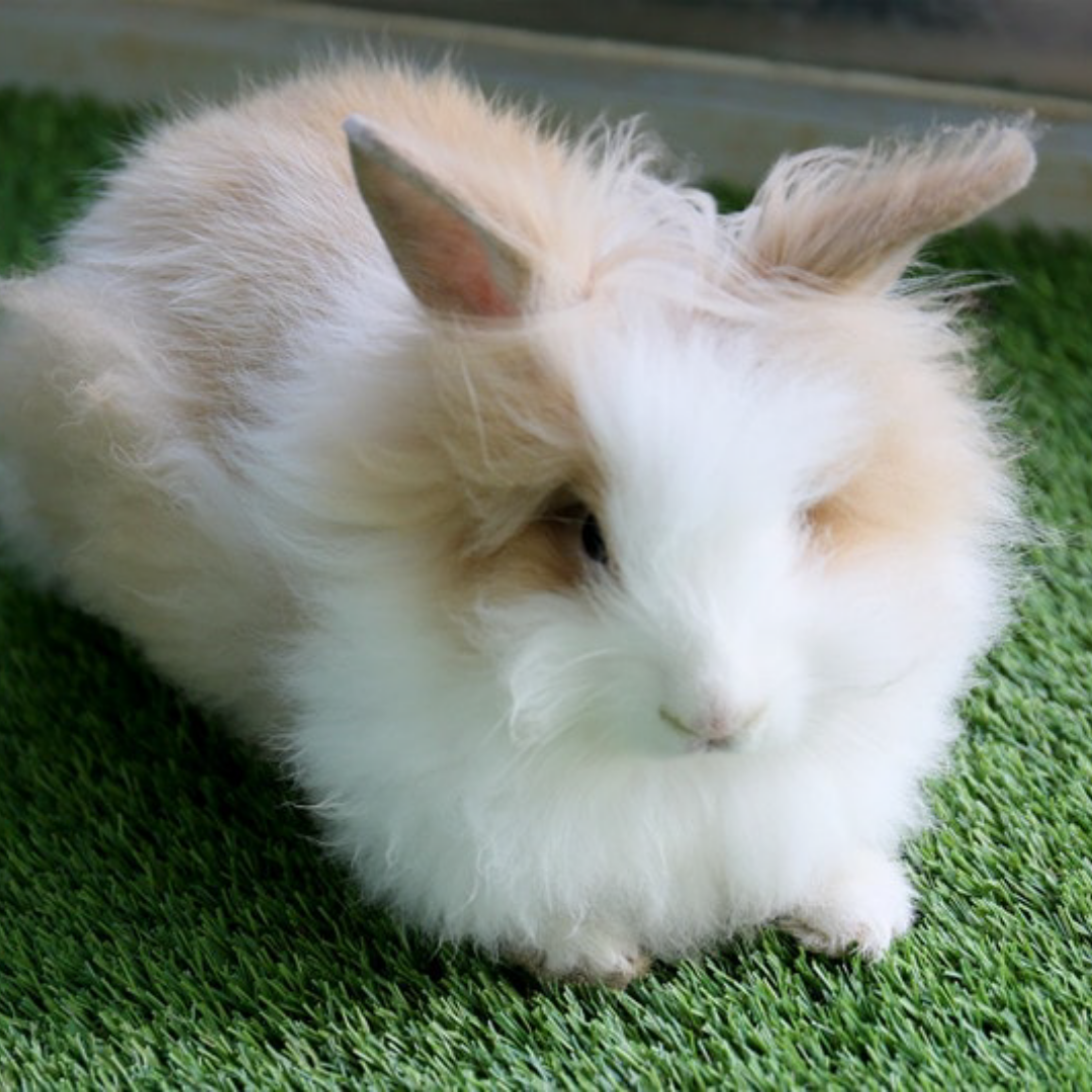 Angora Rabbit