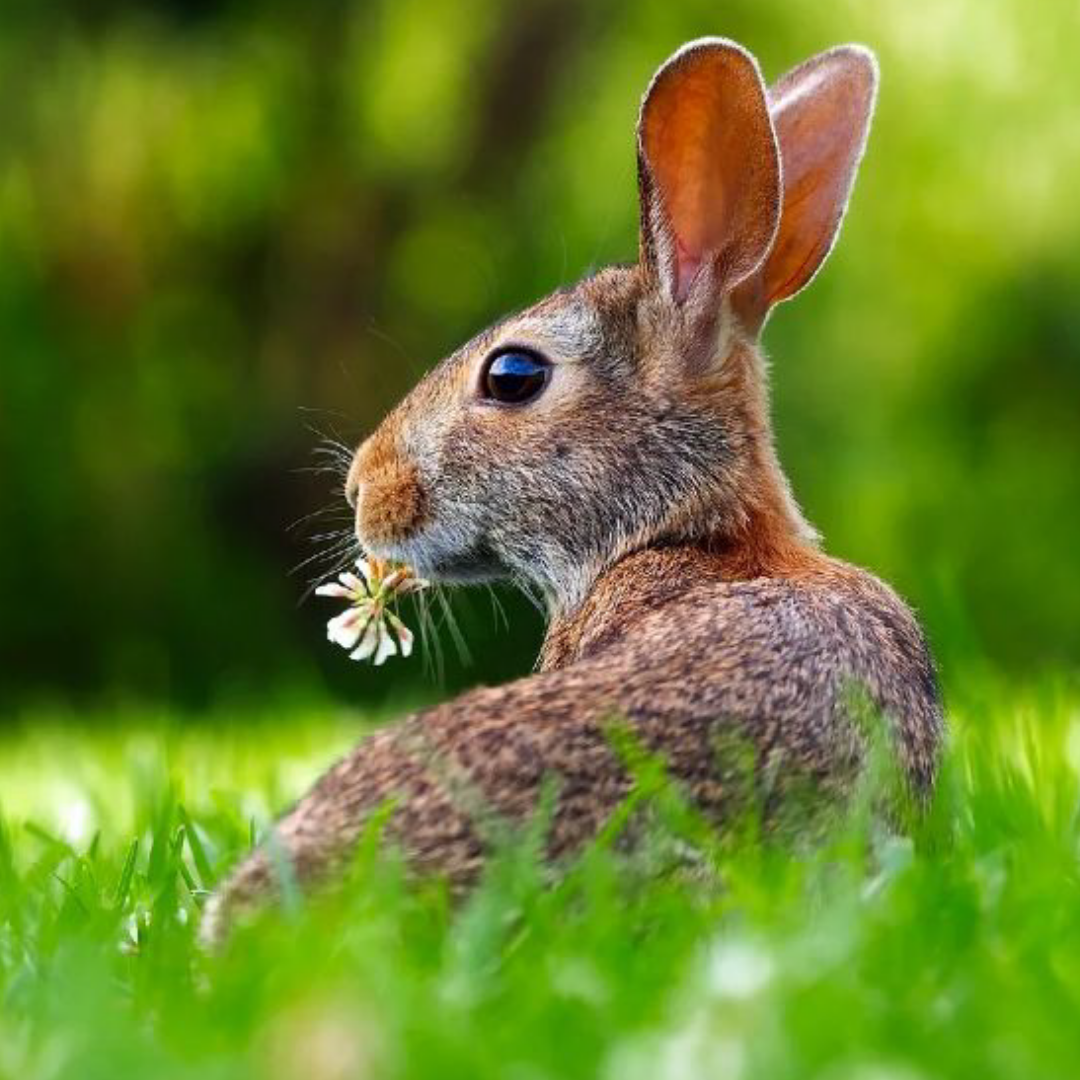 Belgian Hare