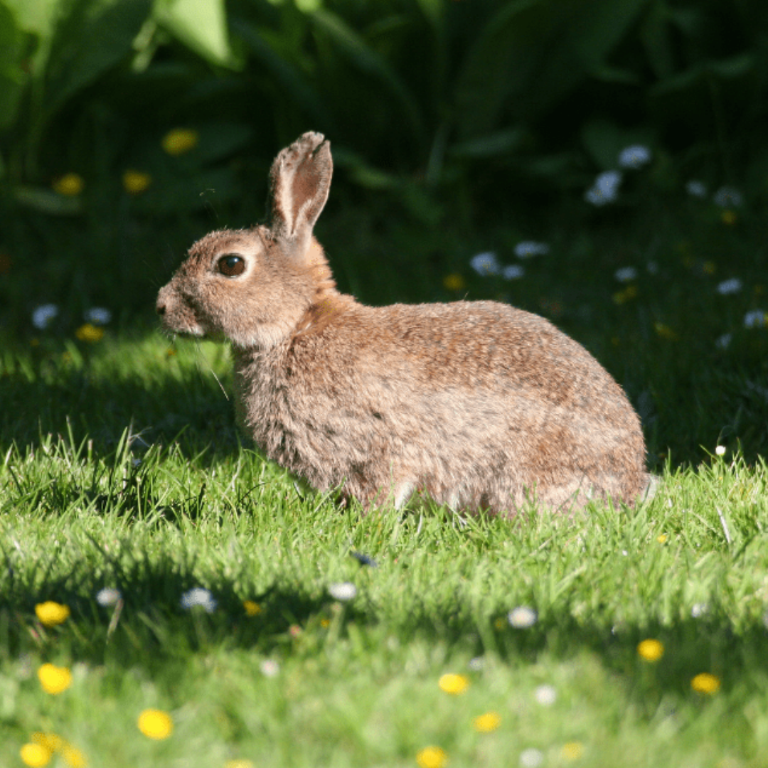 Beveren Rabbit