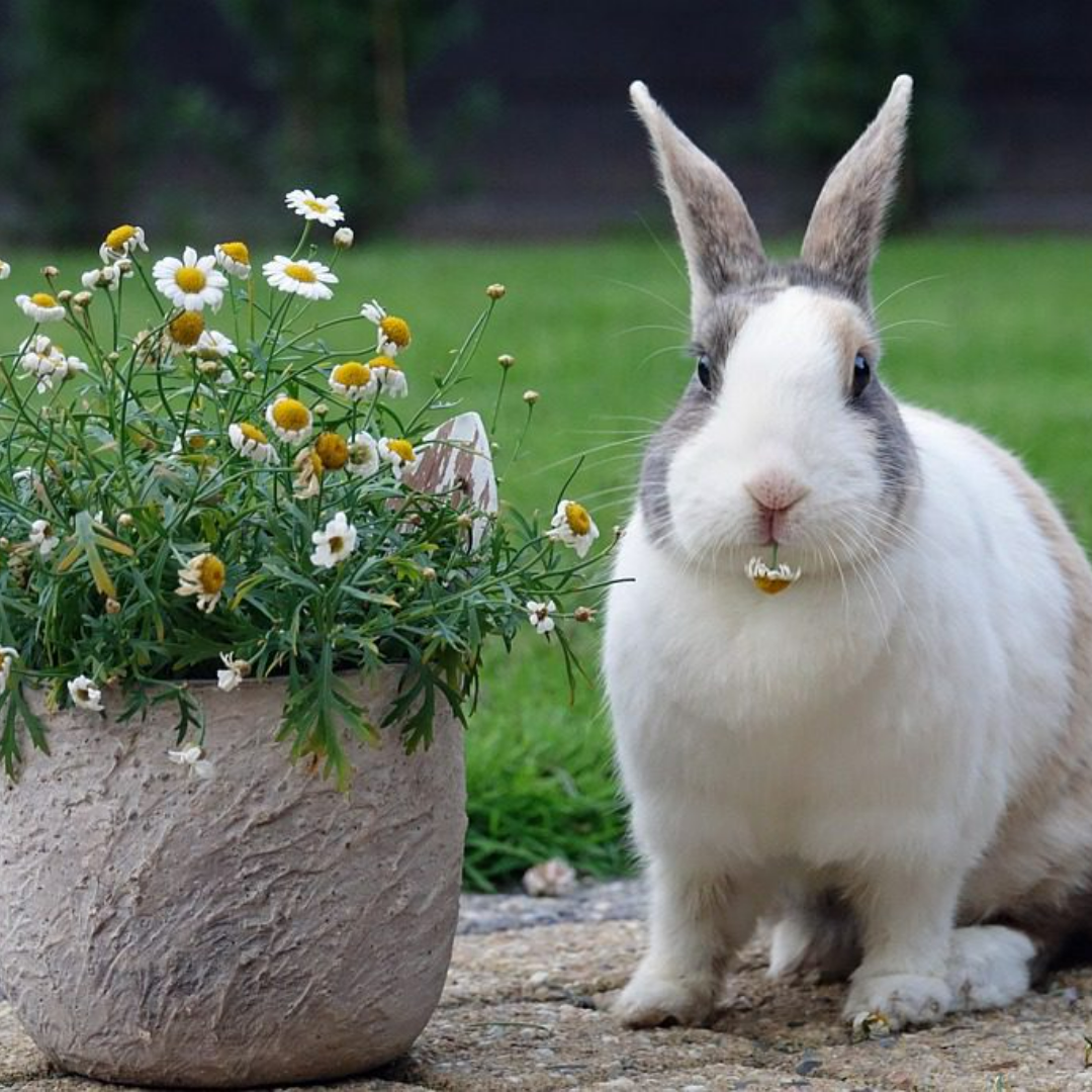 Dutch Rabbit