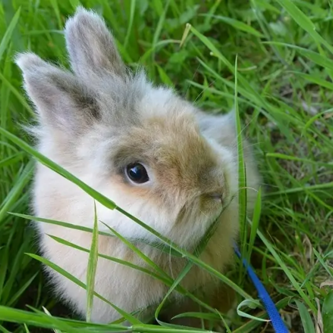 Dwarf Angora Rabbit