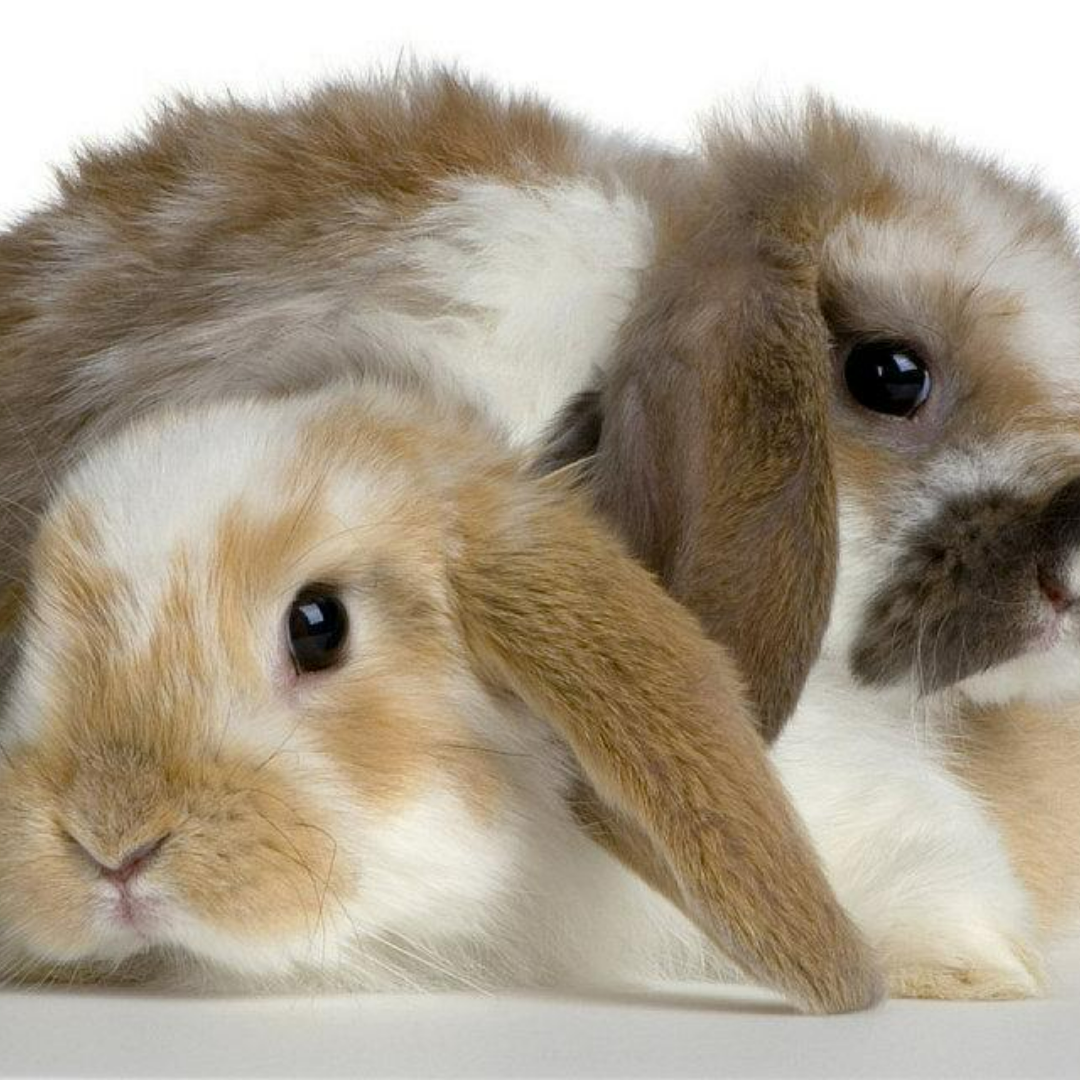 French Lop Rabbit