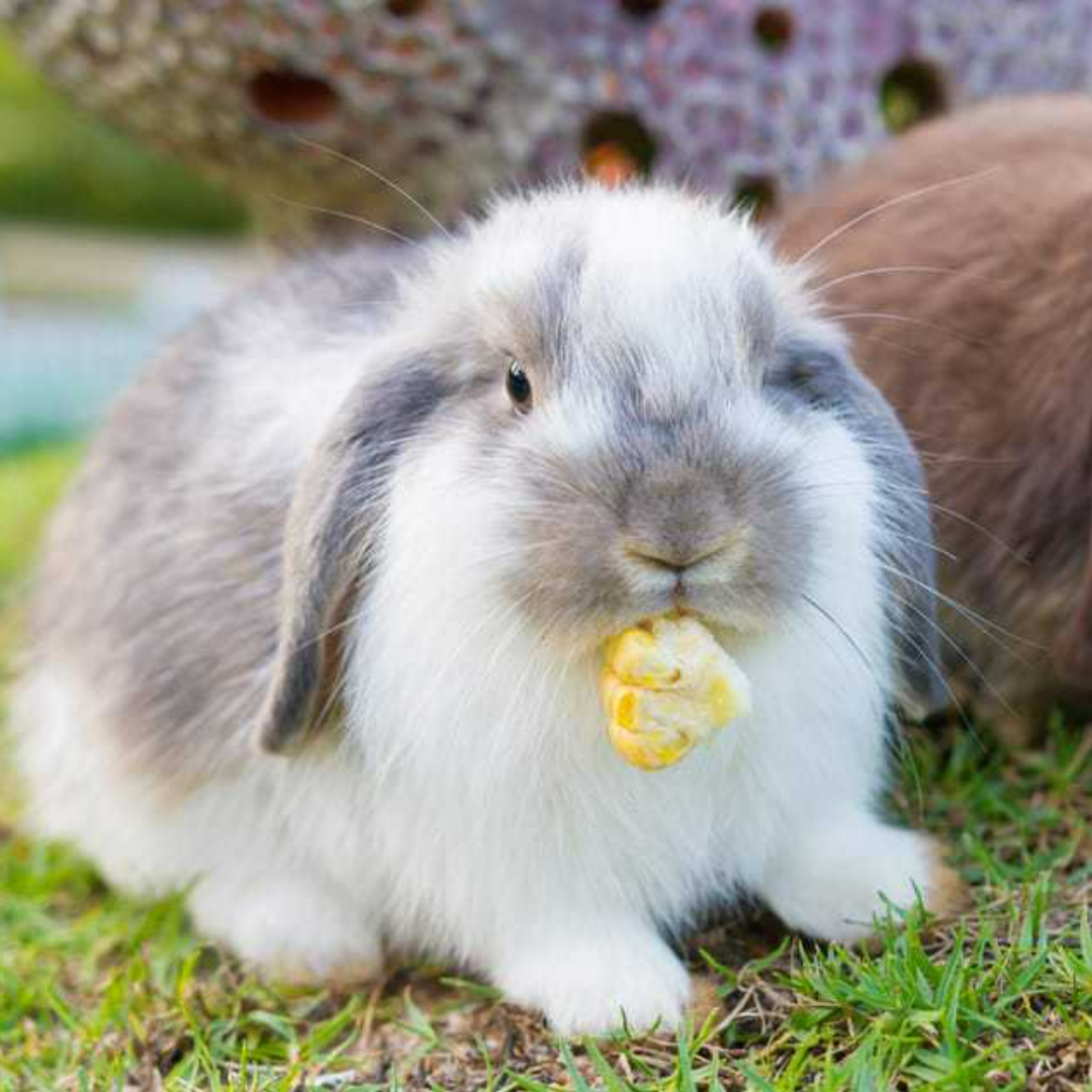 Holland Lop Rabbit