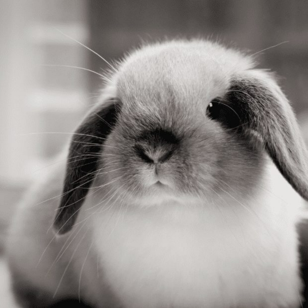 Mini Lop Rabbit