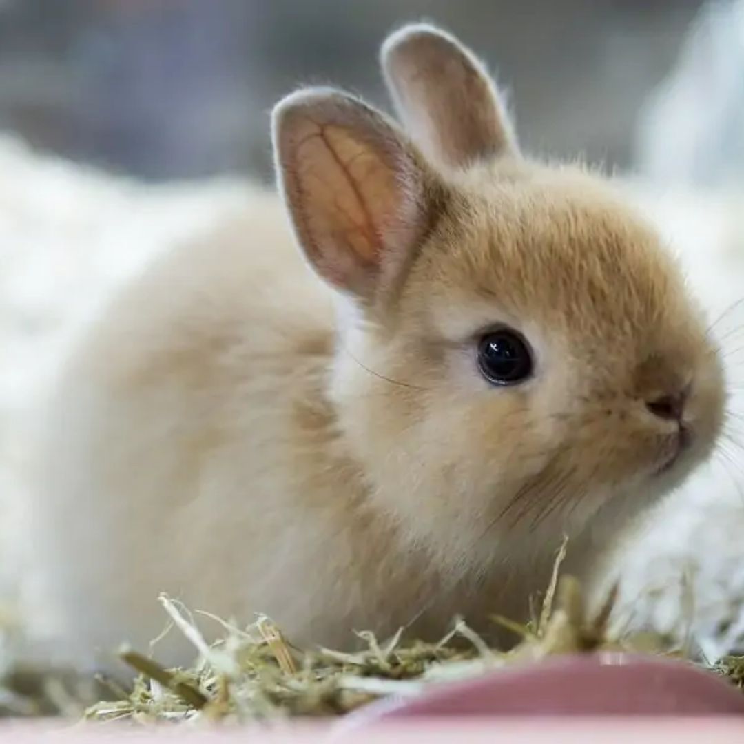 Netherland Dwarf Rabbit